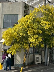 ミモザとベーカリー