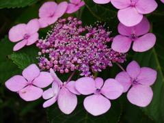 紫陽花真っ盛り