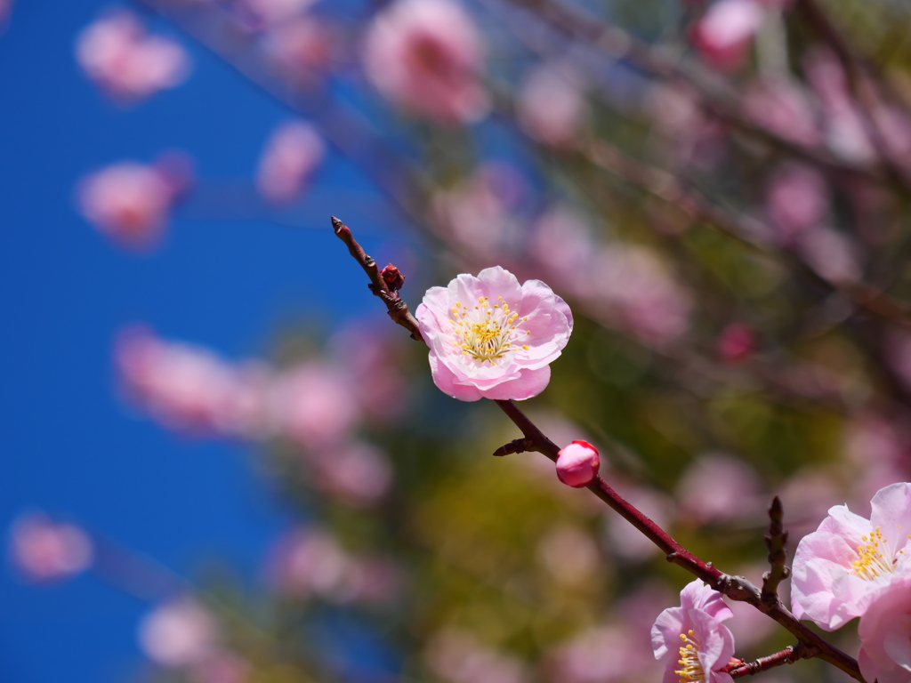 武蔵野