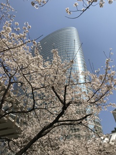 品川の桜