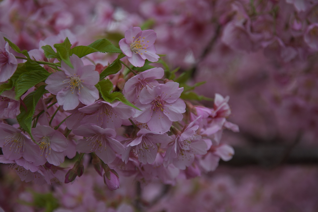 そろそろ葉桜（河津さくら）