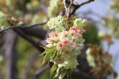 レーガン桜