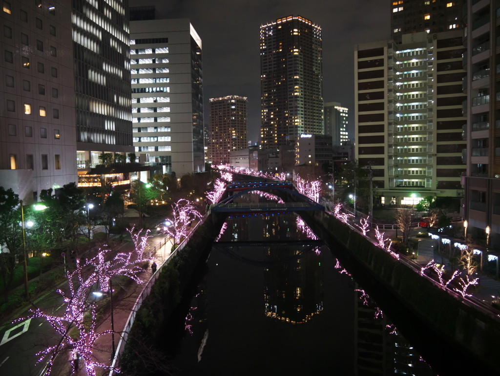 冬桜'18