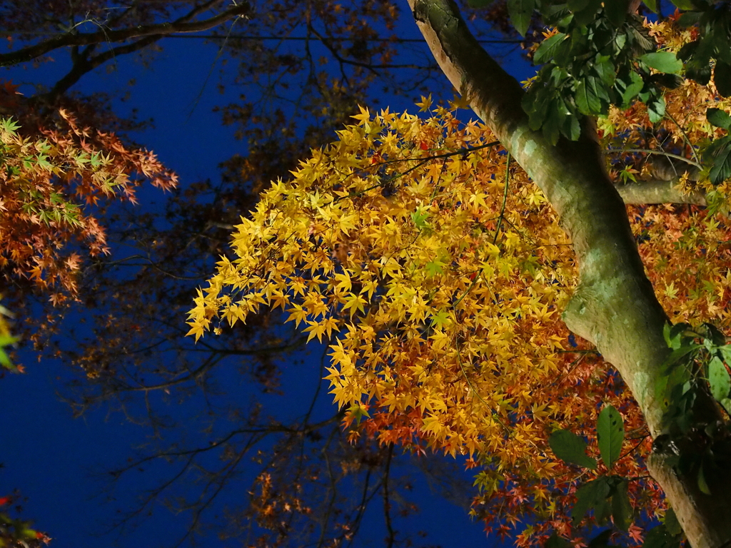 吉野山　紅葉①