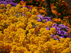 なばなとアゲハ蝶