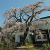 龍源院 枝垂れ桜