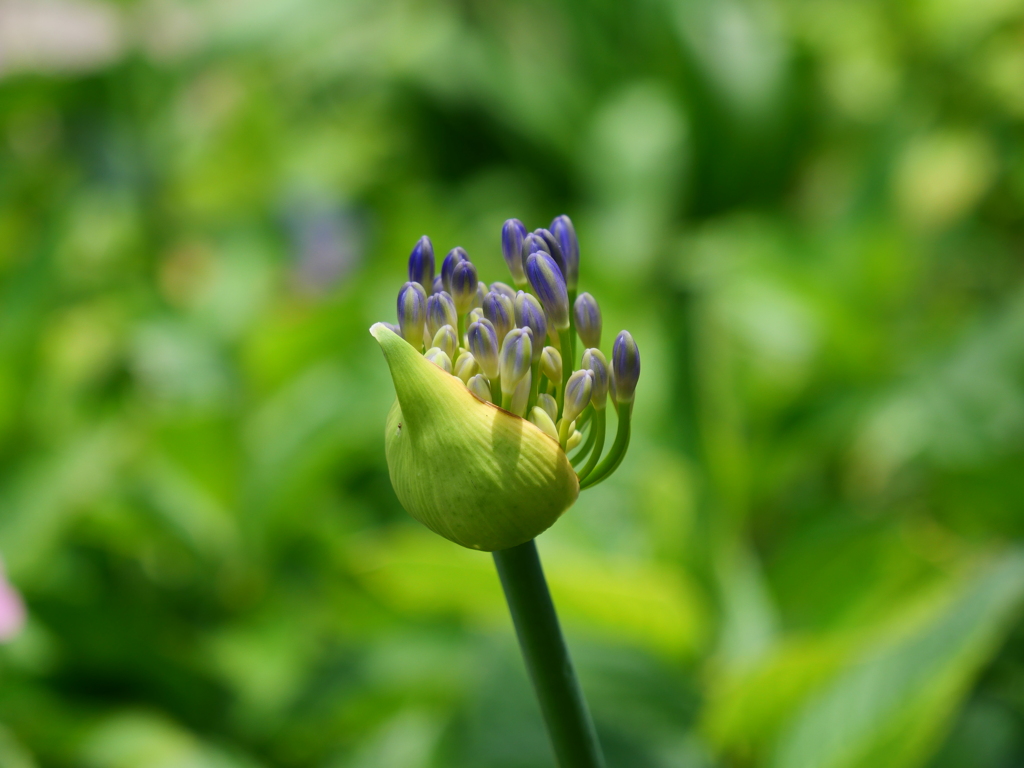 アガパンサスの蕾