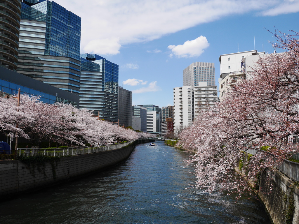 目黒川の桜