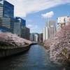 目黒川の桜