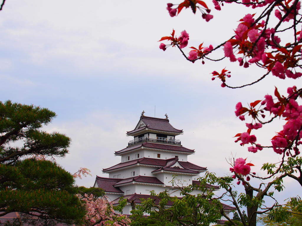 鶴ヶ城と八重の桜