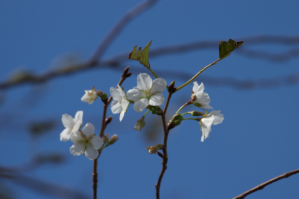 季節はずれの開花