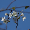 季節はずれの開花