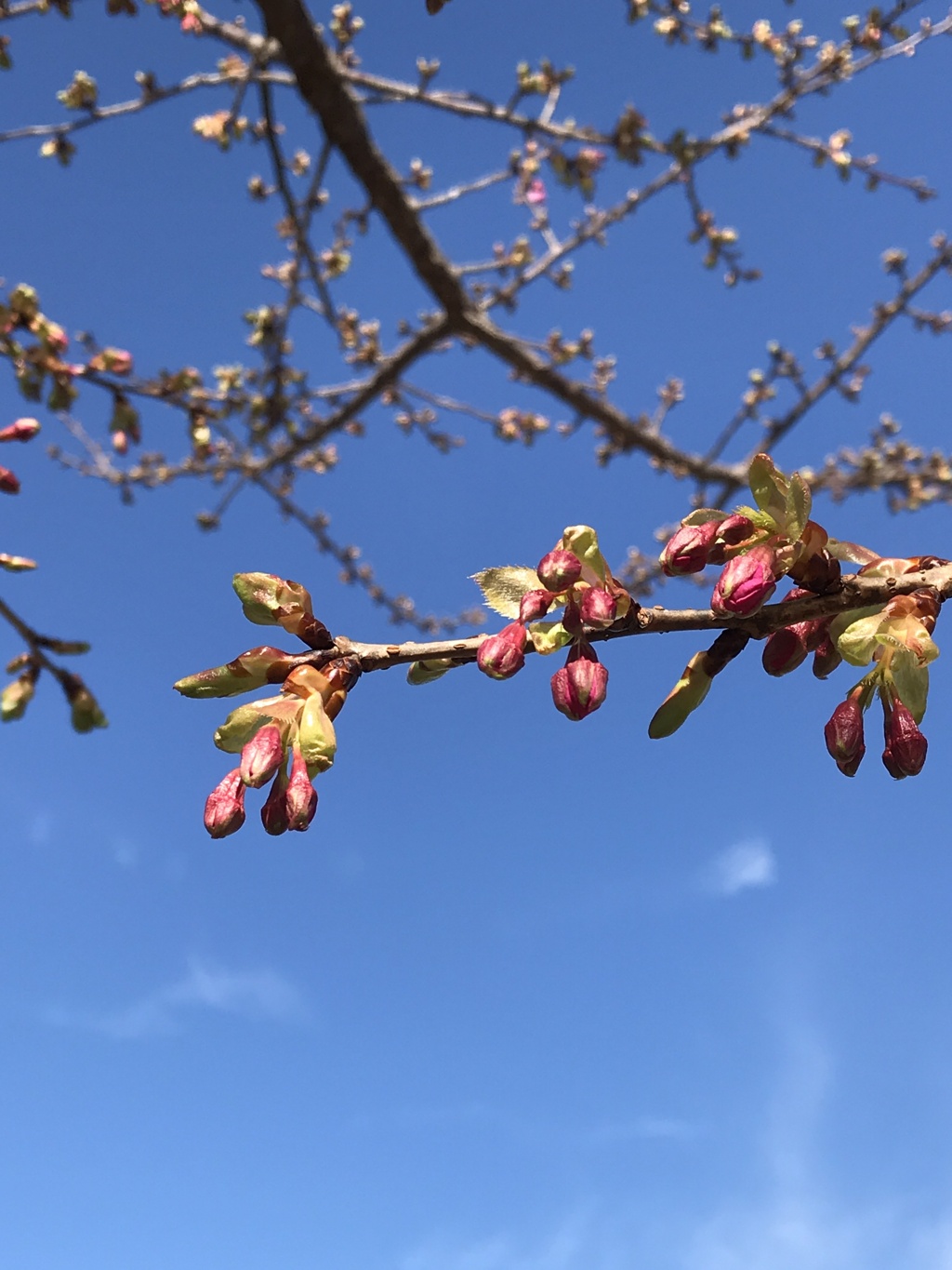 河津桜