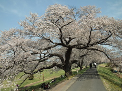 白石川堤一目千本桜