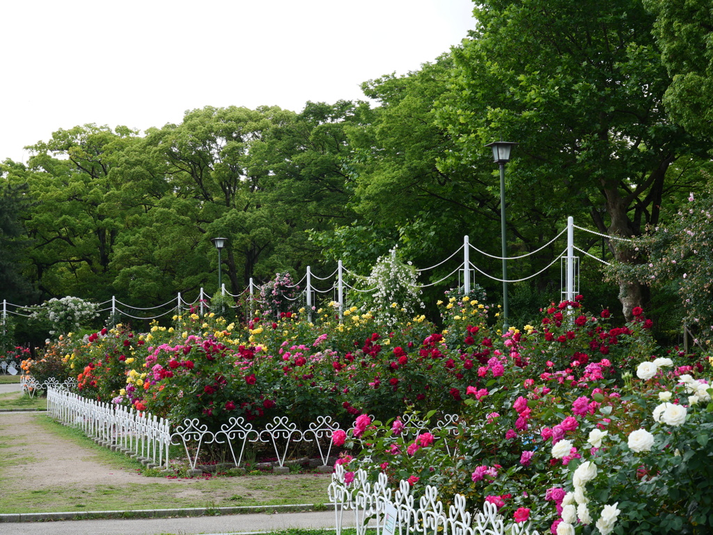 朝の薔薇園