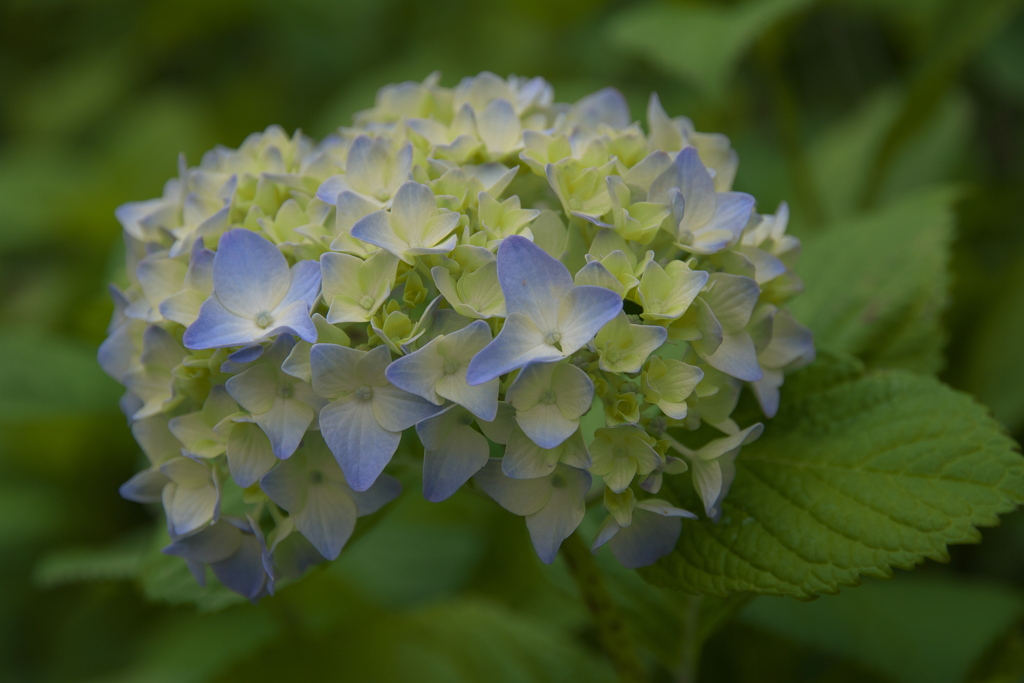 そろそろ紫陽花