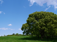 新春の公園