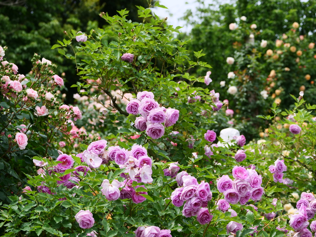 薔薇