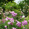 薔薇