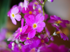さくら草