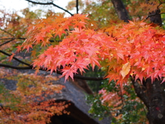 ゆの国の森紅葉