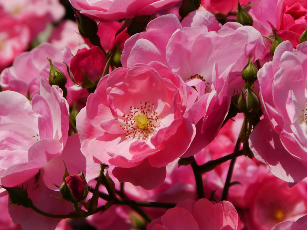 芝公園の春薔薇（’１３）