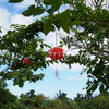 風鈴仏桑華（フウリンブッソウゲ）