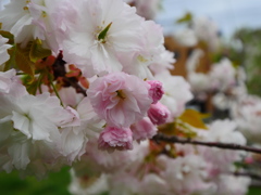 今年最後の八重桜