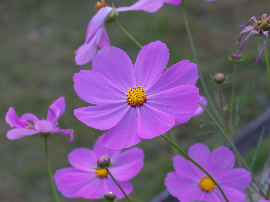 秋桜