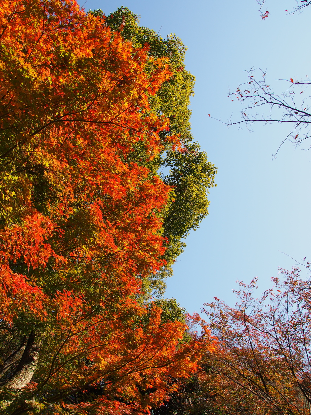 晩秋の二の丸庭園