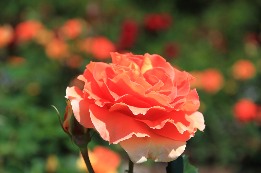 薔薇の季節