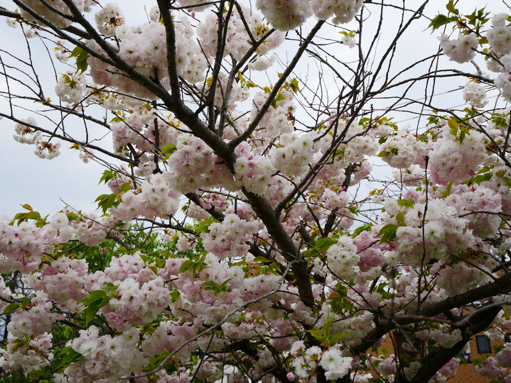 今年最後の八重桜