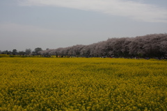 権現堂桜堤