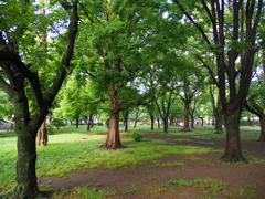 雨上がりの公園