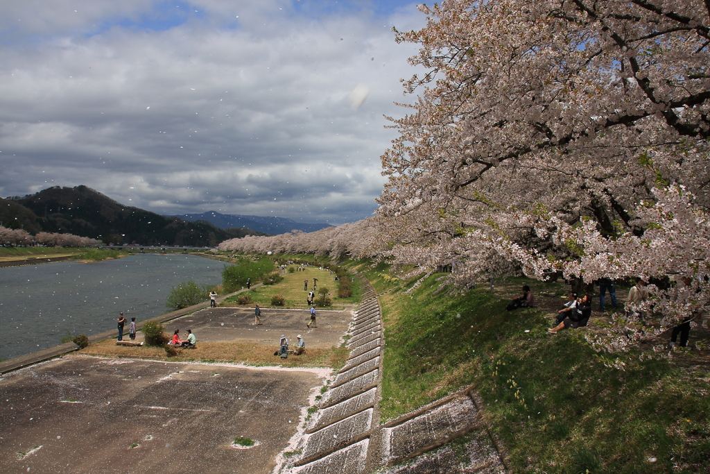 桧木内川堤の桜並木（’１２）