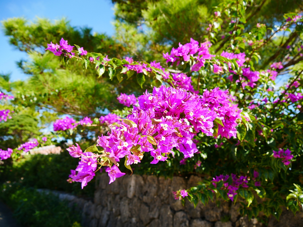 ブーゲンビリア