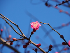 梅'18