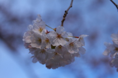 桜'17