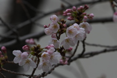 平成最後の桜開花