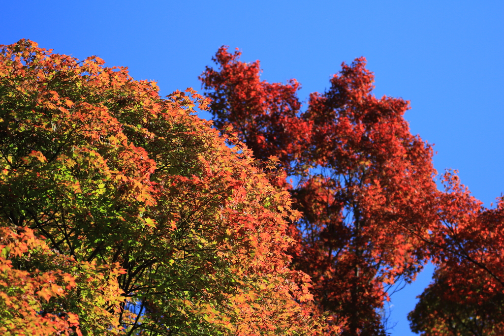 紅葉と青空①