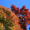 紅葉と青空①