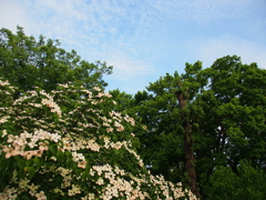 雨上がりの公園