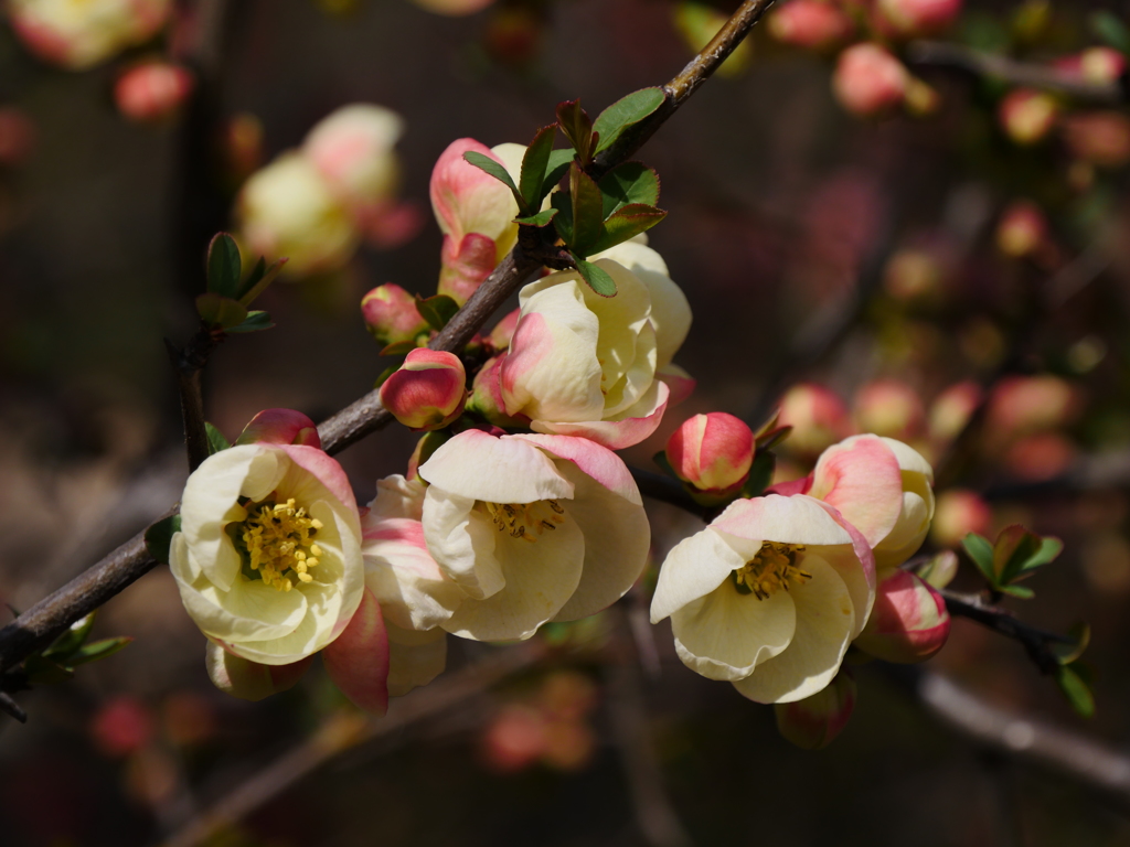 木瓜（ボケ）の花