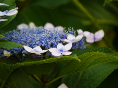 日曜の紫陽花