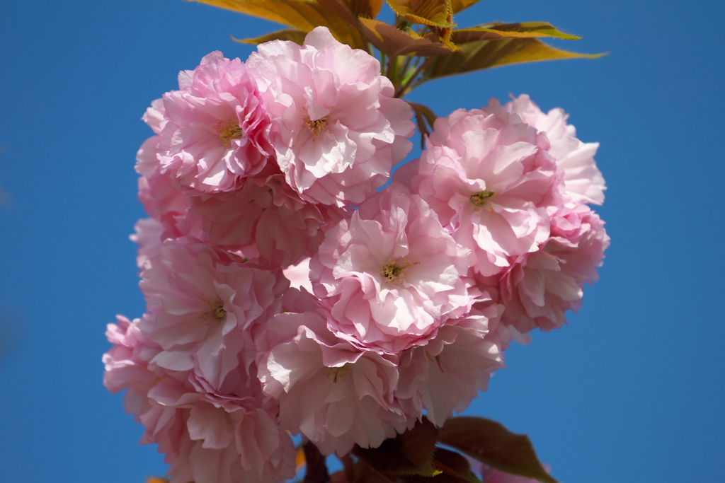 八重の桜