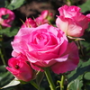 薔薇と”てんとう虫”