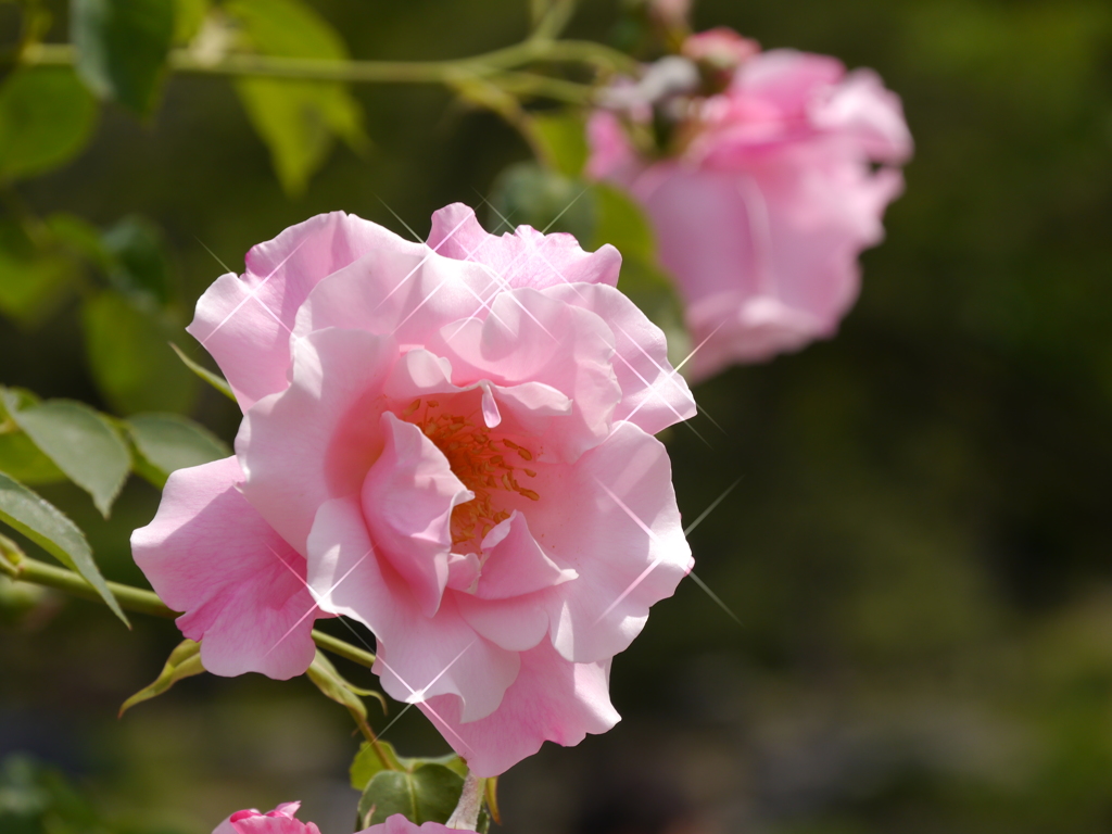 鶴舞公園　薔薇'15