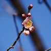 梅開花