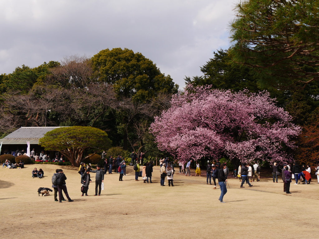 桜を楽しむ