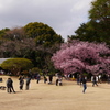桜を楽しむ